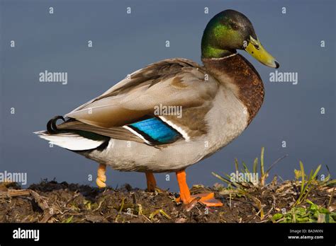 Mallard Duck Duck S Bird Penis Stock Photo Alamy