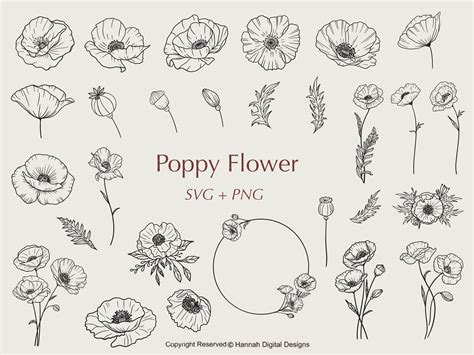 Poppy Line Drawing