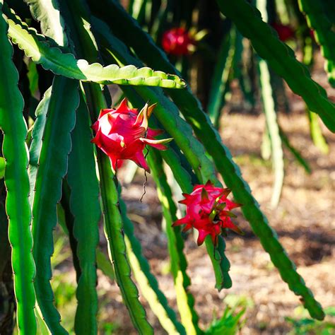 Dragon Fruit Cactus Plants For Sale