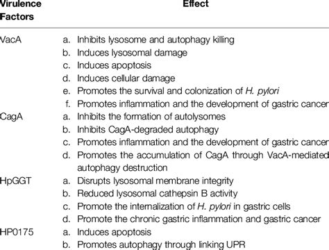 The Effect Of H Pylori Virulence Factors That Induce Autophagy In