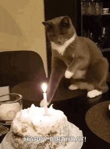 Happy Birthday Cats Gif GIFs | Tenor