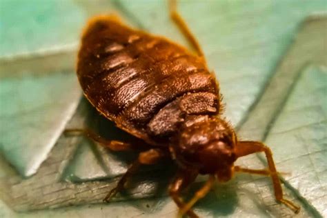 7 Signs Of Bed Bugs - With Pictures And Video - Backyard Pests