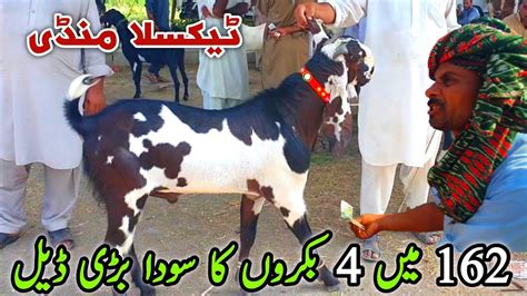 Friday Taxila Bakra Mandi Latest Update July Youtube