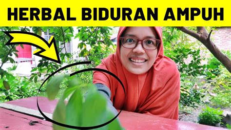 Ramuan Biduran Paling Ampuh Cara Mengatasi Kaligata Secara Alami