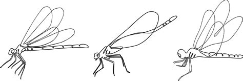 dragonfly continuous line set illustration 24530846 Vector Art at Vecteezy