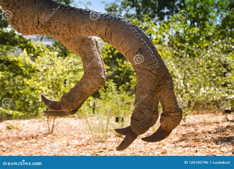 Dinosaur Claws Detail Detail Of Dinosaur Paws Stock Photo Image Of