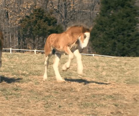 These Baby Clydesdales Are So Cute And Fun To Watch Will They Make The