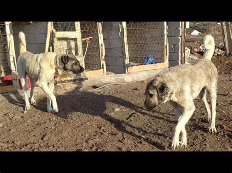 TOMAS BOZONUN MEKANINA GİRDİ DİŞİ KÖPEĞİMİZ ZEYNO KIZANAMI GELİYOR