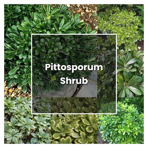 How to Grow Pittosporum Shrub - Plant Care & Tips | NorwichGardener