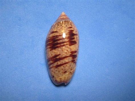 Oliva Incrassata Lightfoot 1786 Beautiful 435mm Ebay