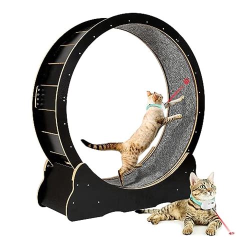 Best One Fast Cat Wheel Top Picks For Your Active Kitty