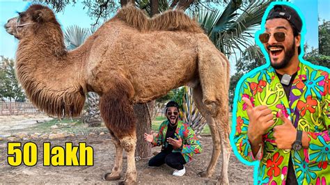 50 LAKH KA CAMEL STORY VLOG Mishkat Khan The Fun Fin YouTube