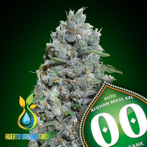 Auto Afghan Mass XXL De 00 Seeds Bank Huerto Urbano Grow Huerto