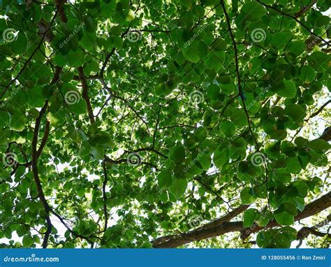 Big Forest Garden Trees Nature Green Wood Stock Photo Image Of Park