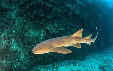 Best Scuba Diving in Maldives | Whale Sharks and Ship Wrecks