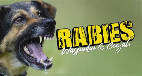 Rabies Waspadai Dan Cegah Gbi Pasir Koja Bandung