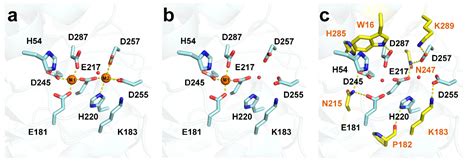 Applied Sciences Free Full Text Glucose Isomerase Functions Structures And Applications