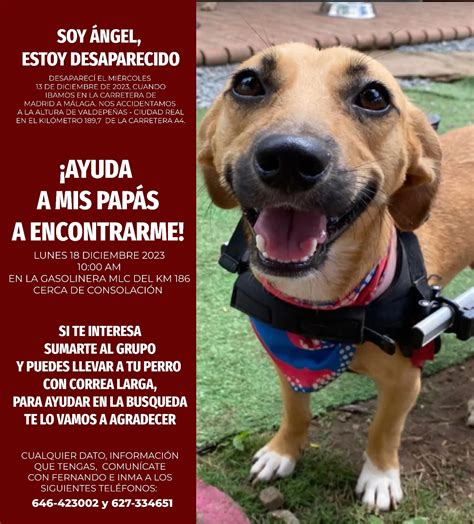 Han Encontrado Sano Y Salvo A Ángel El Perro Paraplégico Perdido Tras Un Accidente De Coche En