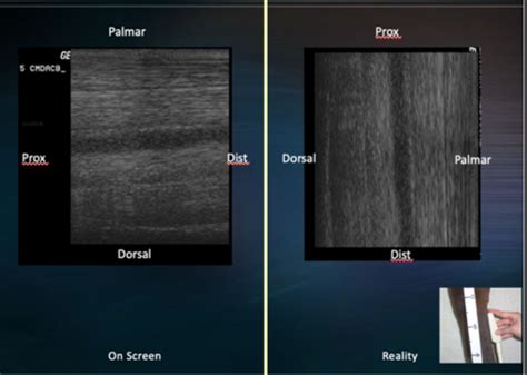 Radiology Basics Of Equine Distal Limb Ultrasound Flashcards Quizlet