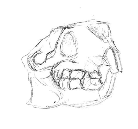 Rodent Skull Quickie Sketch Of A Rodent Skull Beaver Th Flickr