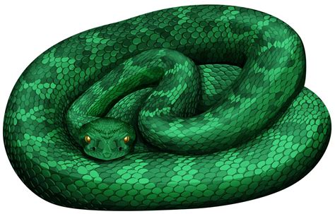 Serpiente De Cascabel Verde Sobre Fondo Blanco 448333 Vector En Vecteezy