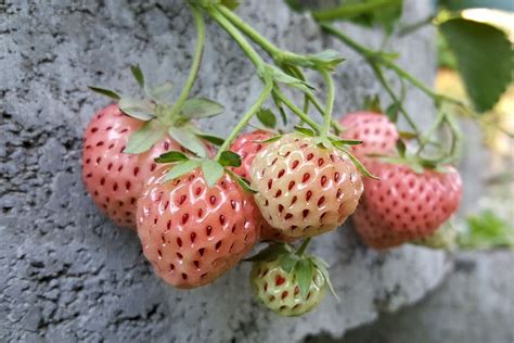 21+ Pineberry Plants For Sale - VirginiaJai