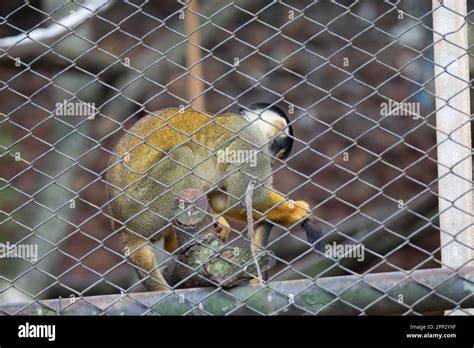 White Spotted Tamarin Saimiri Boliviensis In Captivity Brazilian