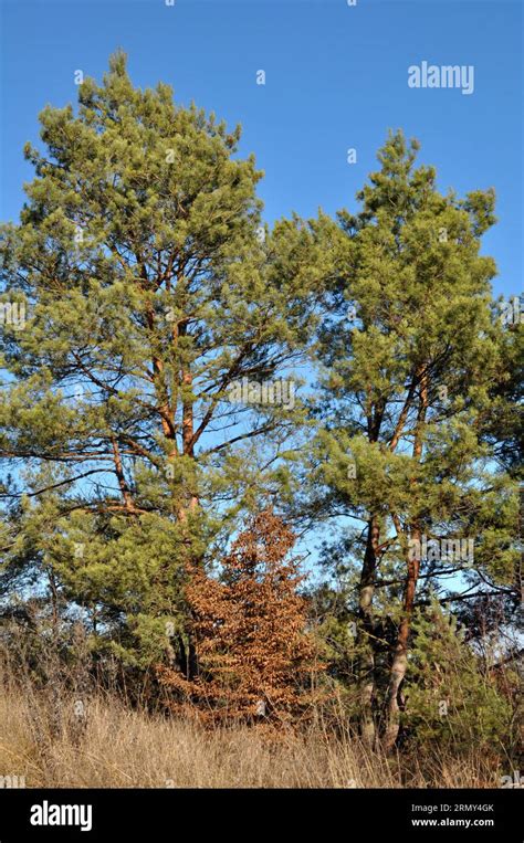 wild pine trees grow   forest stock photo alamy