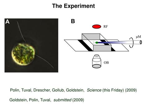 PPT - R E Goldstein PowerPoint Presentation, free download - ID:5592313