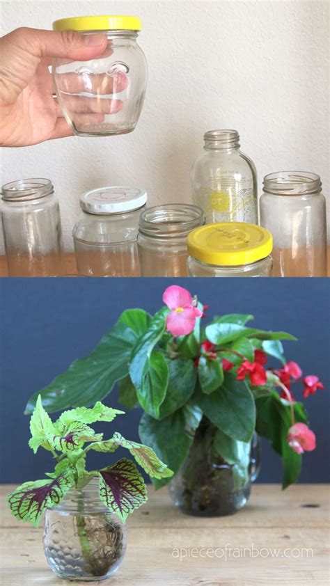 Grow Beautiful Indoor Plants In Water: So easy! - A Piece Of Rainbow