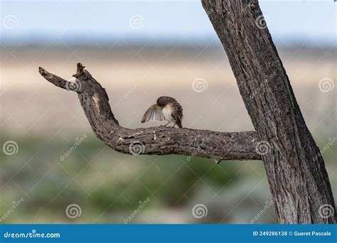 Sociable Weaver Philetairus Socius Sparrow Stock Photo Image Of