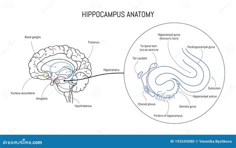 Hippocampus Anatomy And Structure Neuroscience Infographic On White Background Stock Vector