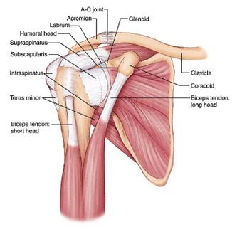 Shoulder Anatomy Labrum Anatomical Charts Posters