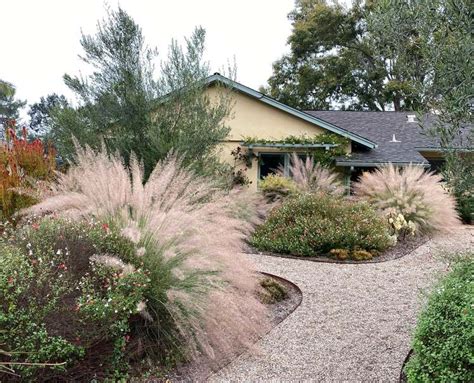 Nd Image Of Muhlenbergia Pink Flamingo At San Marcos Growers