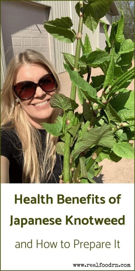 Health Benefits Of Japanese Knotweed And How To Prepare It Real Food Rn