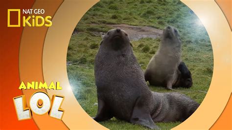 Fur Seals | Animal LOL - YouTube