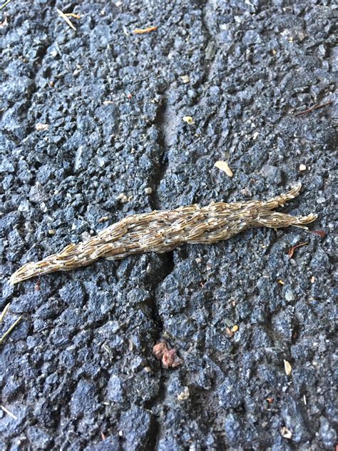 My homie found this swarm in Virginia... what are these guys? : r