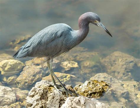 Wetland Wonders: The Enigmatic World of 12 Herons of Florida - The ...