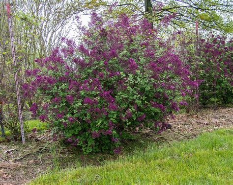 Photo Of The Entire Plant Of Reblooming Lilac Syringa Bloomerang® Dark