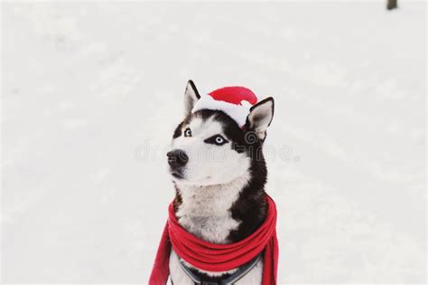 Christmas Husky Puppy Stock Photo Image Of Animal Sweet 27513408