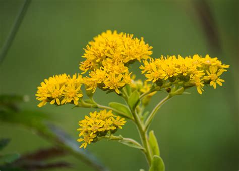 P Ontario Native Plant Nursery Container Grown