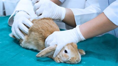 Petition · Move to end animal testing. · Change.org