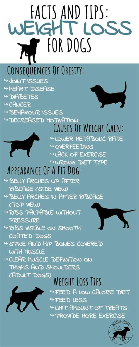 Weight Management For Dogs Weight Loss In Obesity Dog Dwell