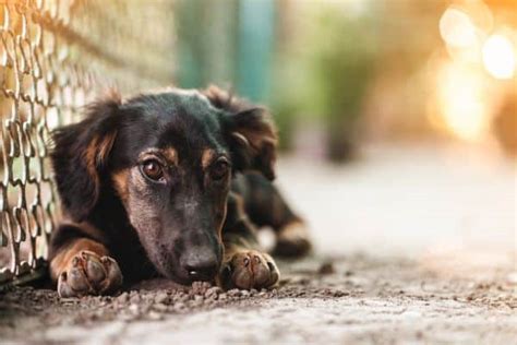 Qu Hago Si Me Encuentro Un Perro Abandonado Aon Seguro Para Perros