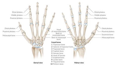 Scaphoid Tubercle