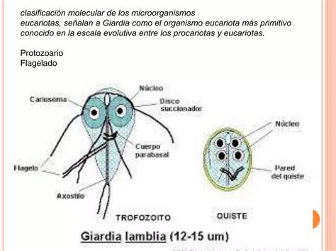 Giardia Lamblia Ppt