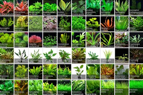 Types Of Aquatic Plants For Aquarium - Aquarium Views