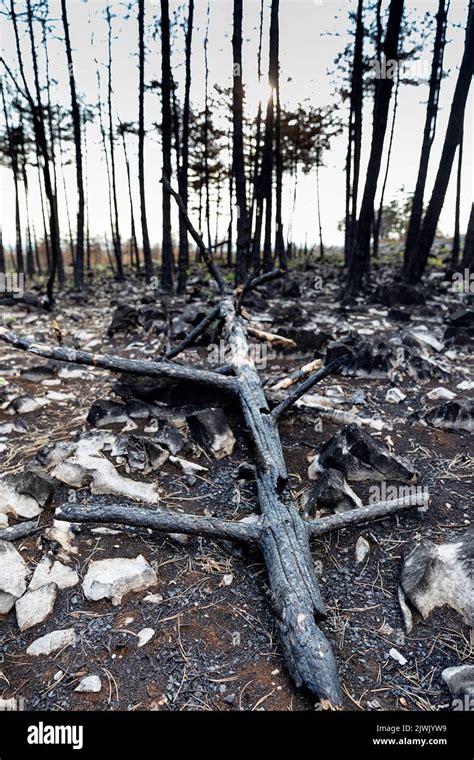 Troncos De Arboles Quemados Fotografías E Imágenes De Alta Resolución Alamy