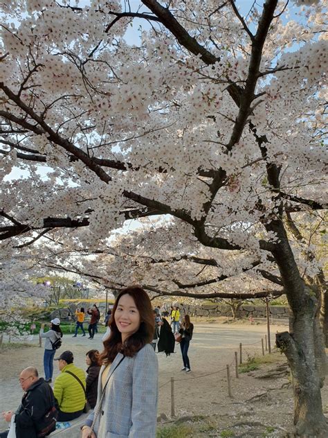 후쿠오카성 벚꽃축제 마이즈루공원 야타이 네이버 블로그