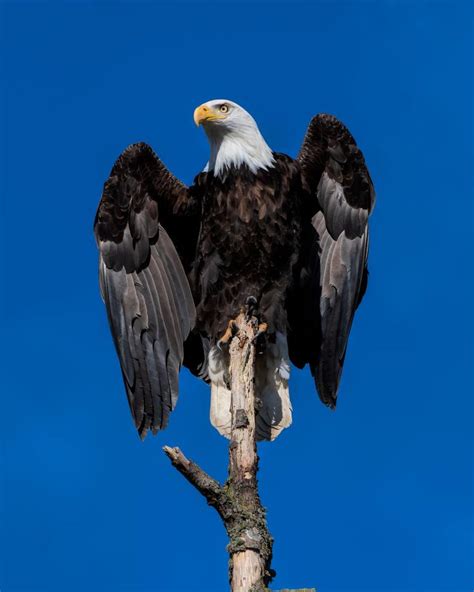 Bald Eagle Wings Photography by Chris LeBoutillier | Saatchi Art